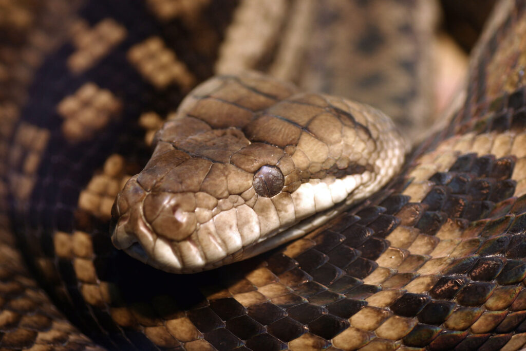 python-head